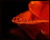 fotografia